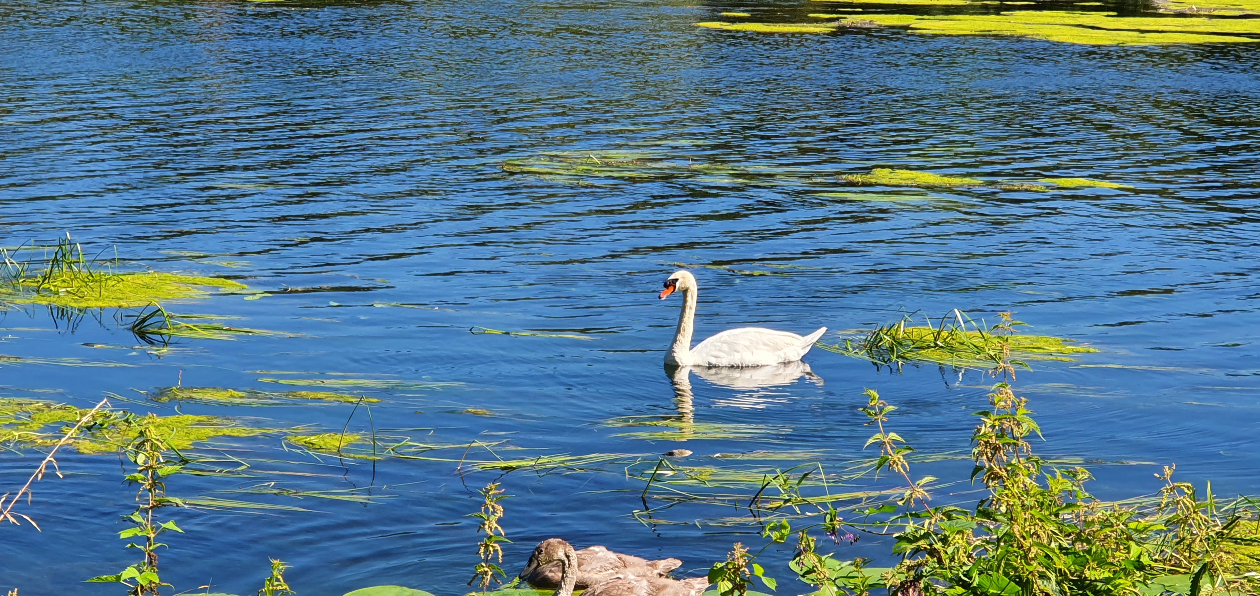 cygne